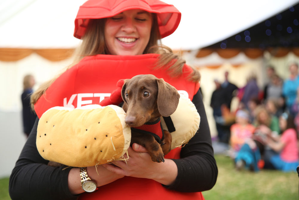 dog show dorchester festival